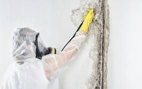 Best Mold Documentation for Insurance Claims  in USA